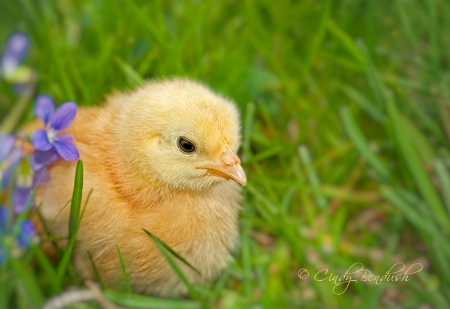 Oh - To Be a Spring Chick Again!