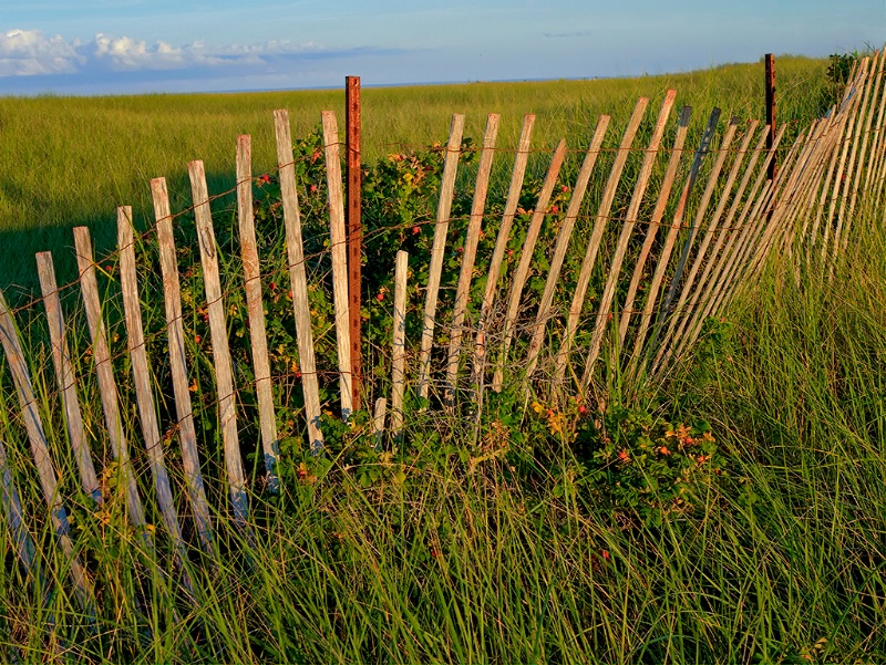 Stressed Beach Fence