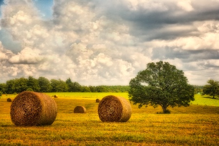 Grazing In the Grass