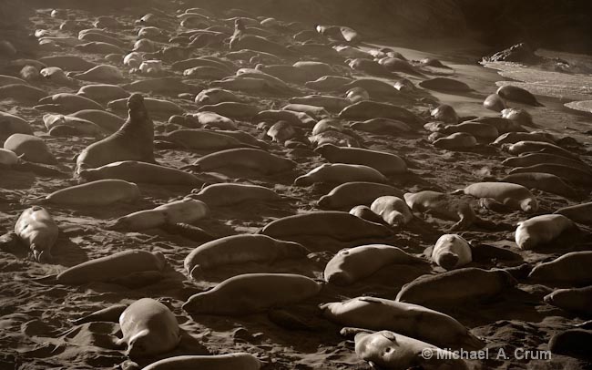 Elephant Seals on the Beach
