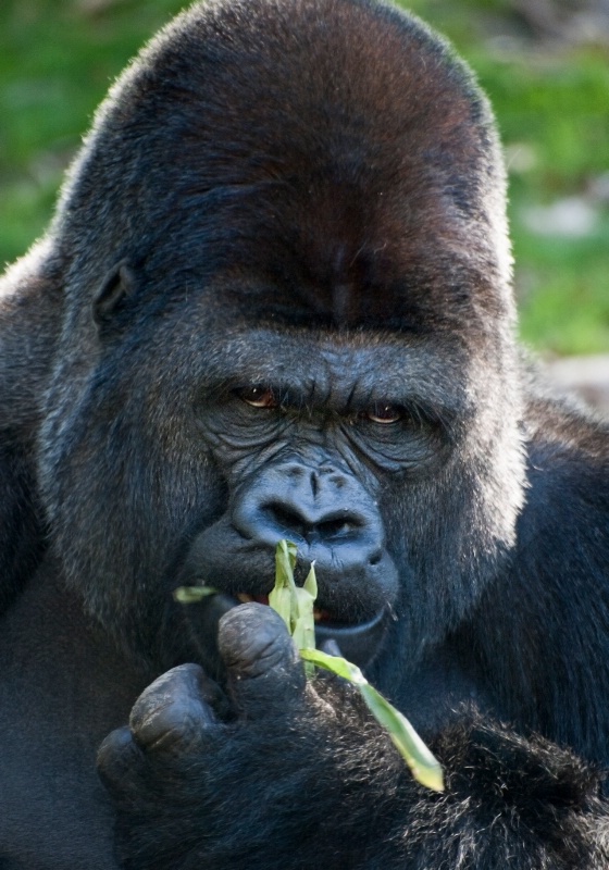 Gorilla Breakfast