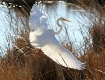 Sunlit Wings