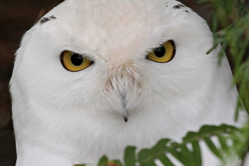 Owl minus forehead branch