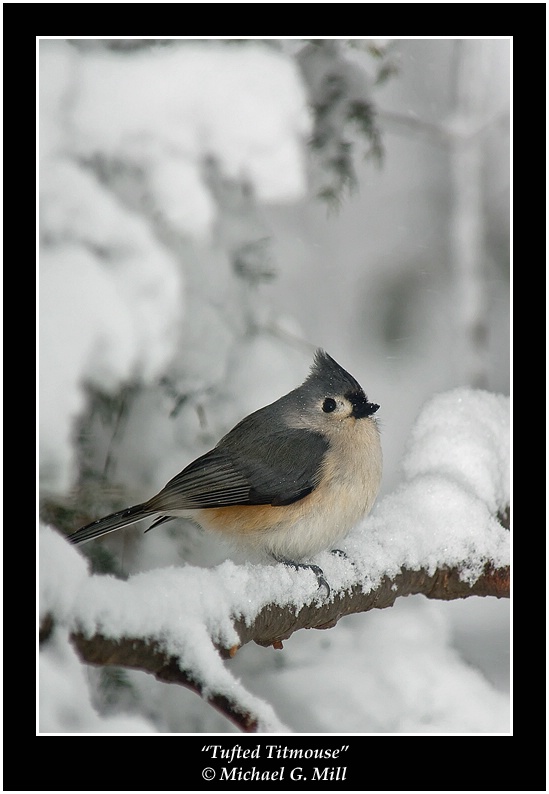 Tufted Titmouse