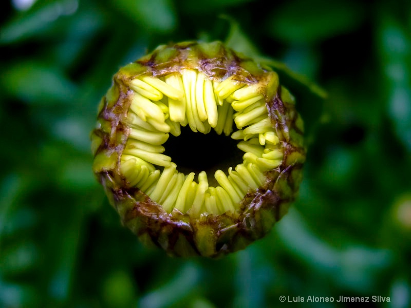  Flor hambrienta (new flower)