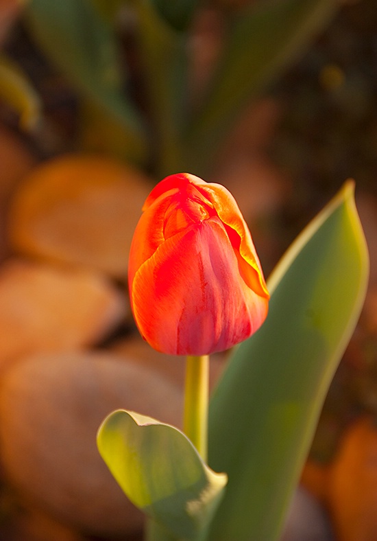 Warm Glow - ID: 11379370 © Mike Keppell