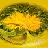 © Karol Grace PhotoID# 11379464: Sunflower Roundup