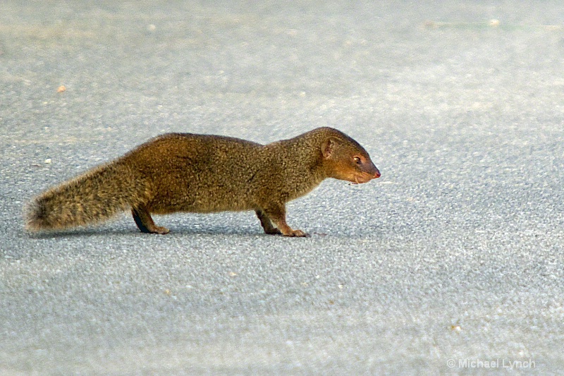 Mongoose in Okinawa, Japan