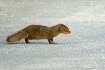 Mongoose in Okina...