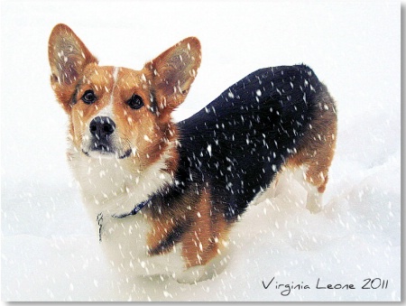 Rocky Loves Snow