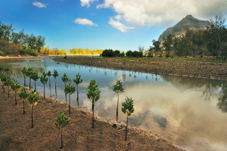 Mangroves Nursery