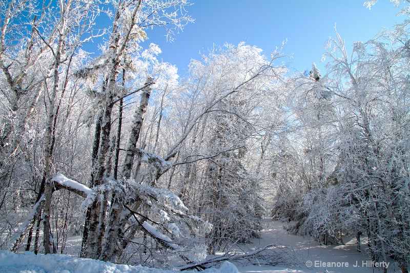 Frozen trees in the hills - ID: 11380073 © Eleanore J. Hilferty