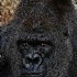 2Goma Fractalized - ID: 11381320 © Kathy Salerni