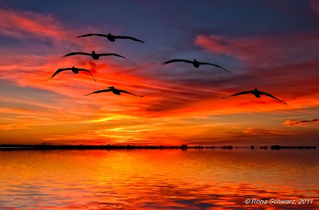 A Pelican Sunset