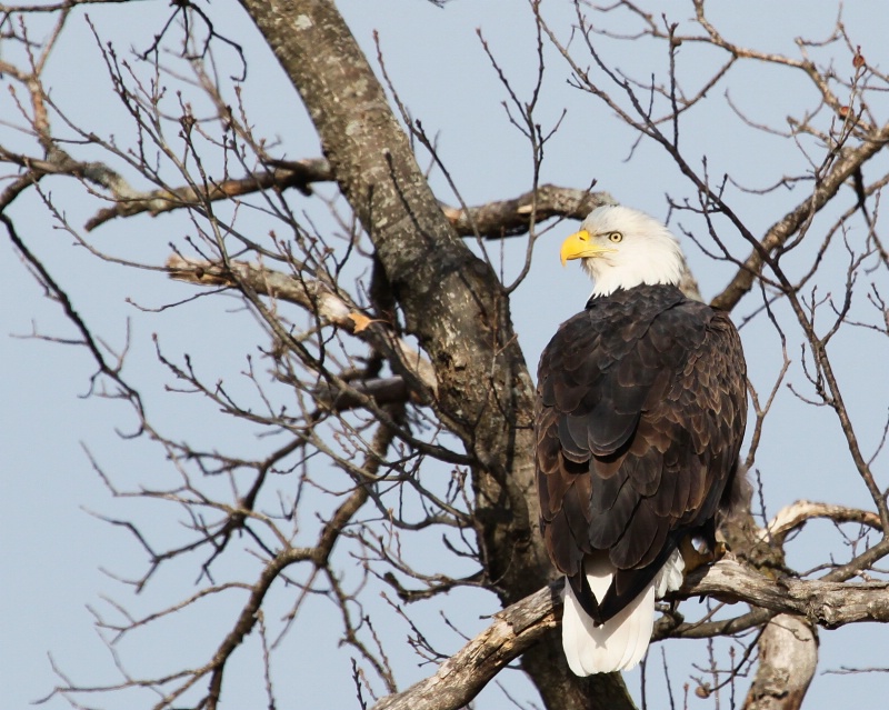 Oklahoma Eagle