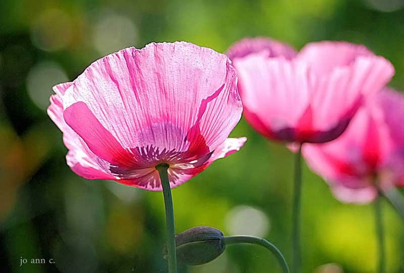 Bokeh Lights with Poppy;s..