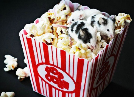 Pop Corn Party