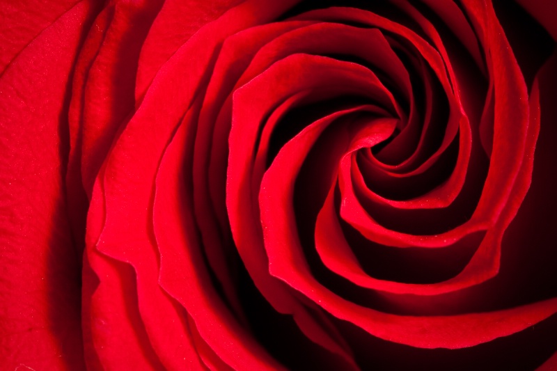 Red Rose swirl