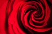 Red Rose swirl