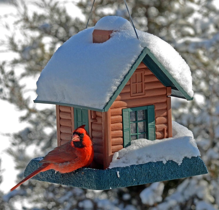 Mr. Northern Cardinal........