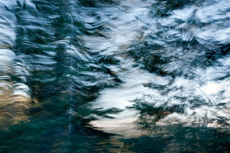 Trees In Motion