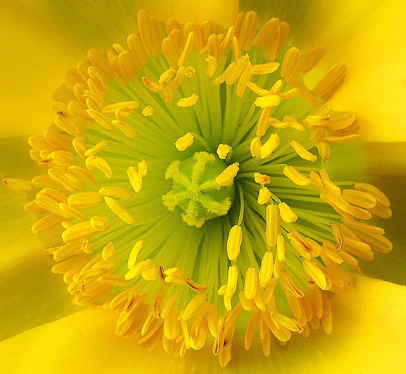Poppy Center - ID: 11384076 © Kathy Salerni