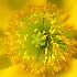 2Poppy Center - ID: 11384076 © Kathy Salerni