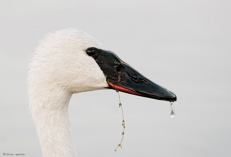 Trumpeter Swan close-up