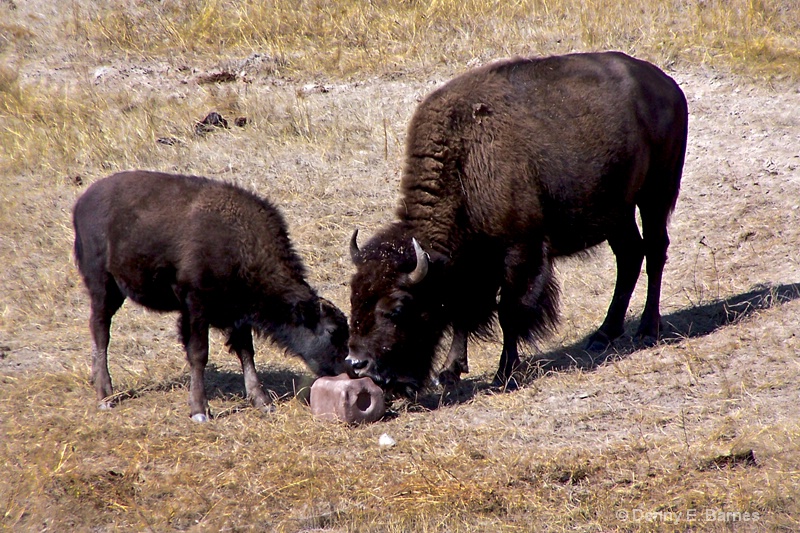 National Bison Range, MT - ID: 11385018 © Denny E. Barnes