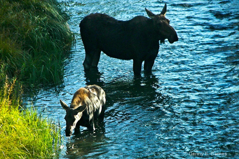 Moose Cow and Calf, WY - ID: 11385029 © Denny E. Barnes