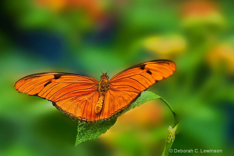  Fritillary Butterfly - ID: 11385084 © Deborah C. Lewinson