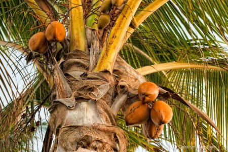 Palm Fruit