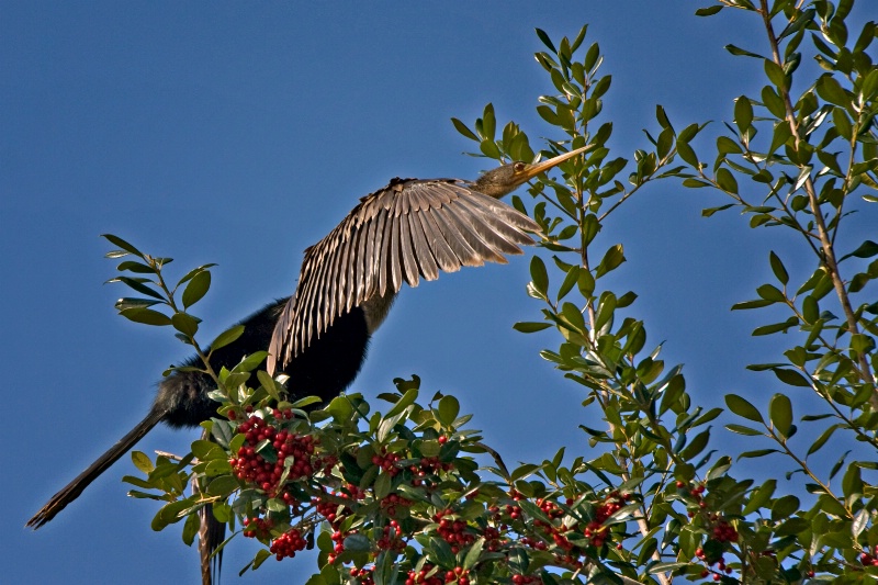 Drying My Wings