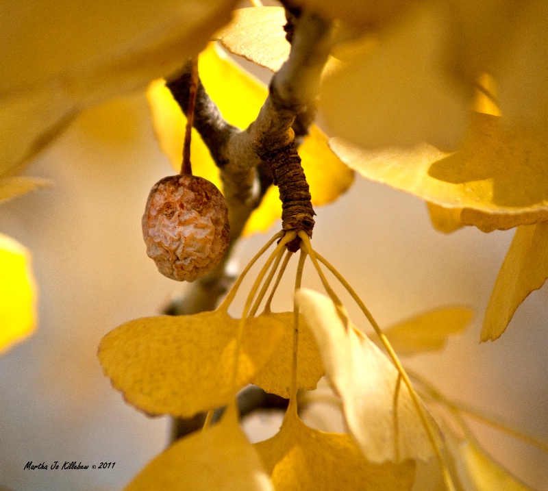 Light  Through the Ginko