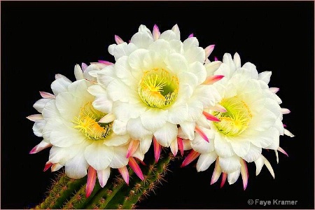 Cactus Beauty