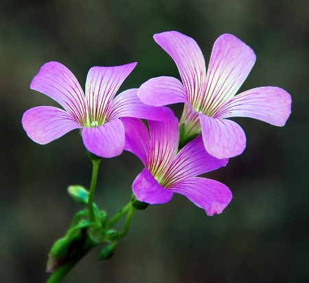 Pink Oxalis