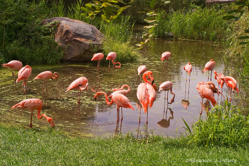 A flamboyance of flamingos. - ID: 11387702 © Eleanore J. Hilferty