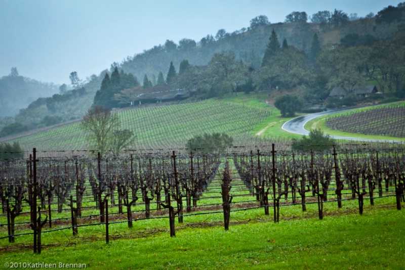 Winter day in Napa Valley
