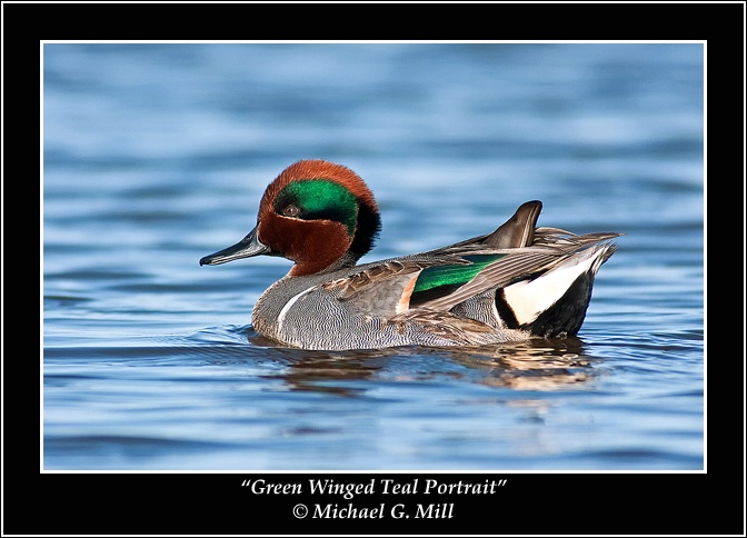 Green Winged Teal Portrait