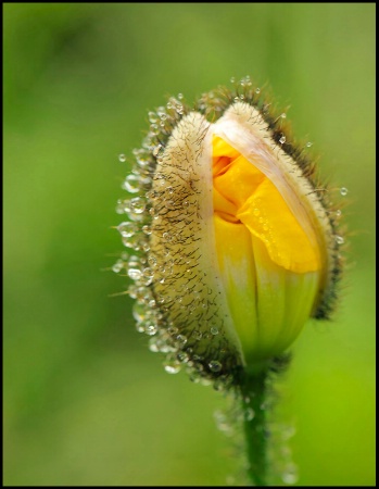 Iceland Poppy