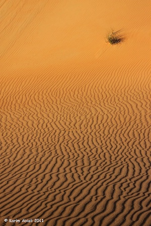 Sand Ripples II