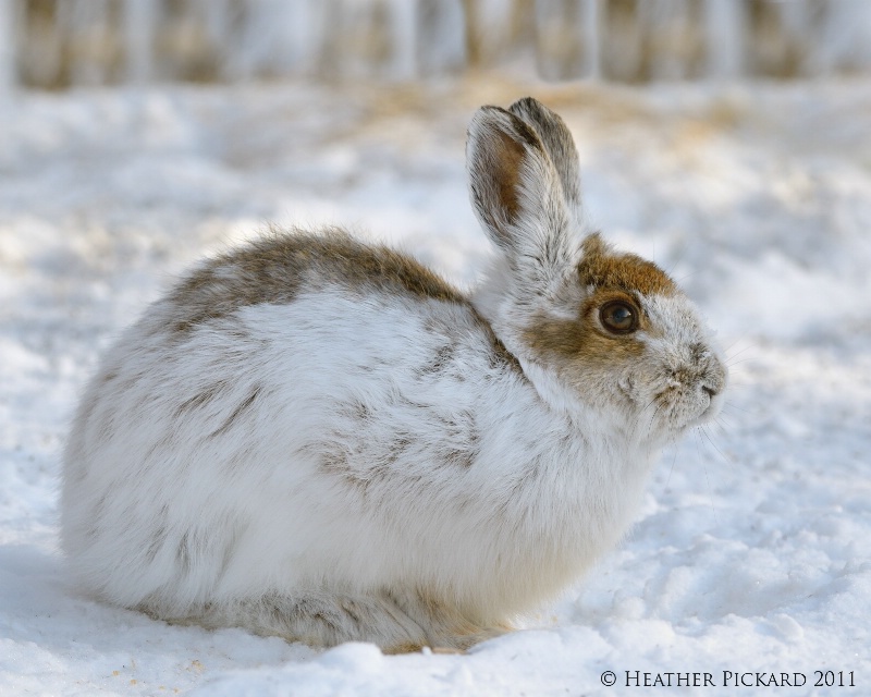 Eye to Eye with a Snowshoe Hare