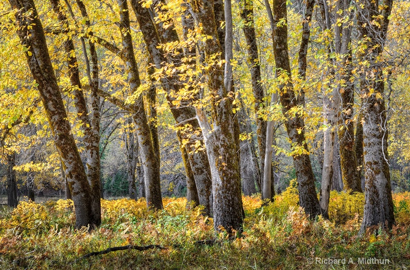 Morning Glow, Black Oaks