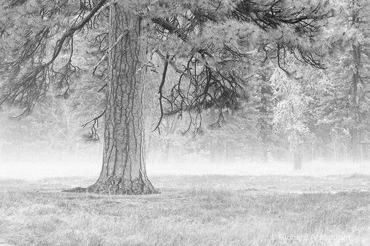 Burnt Branches and Mist