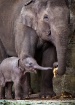 Caring and Sharin...