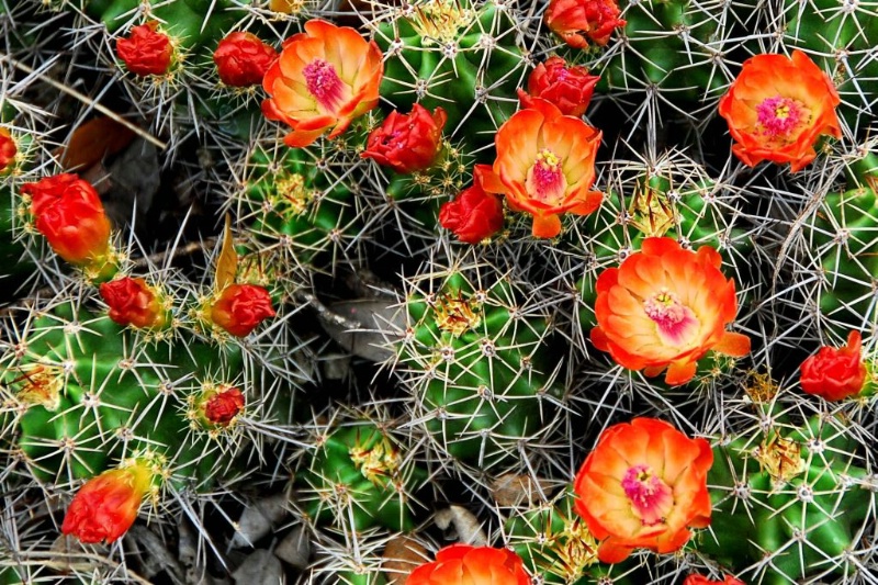 Claret Cup Cactus