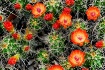 Claret Cup Cactus