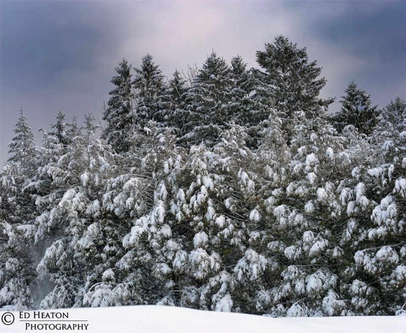 Snowy Pines - Pano