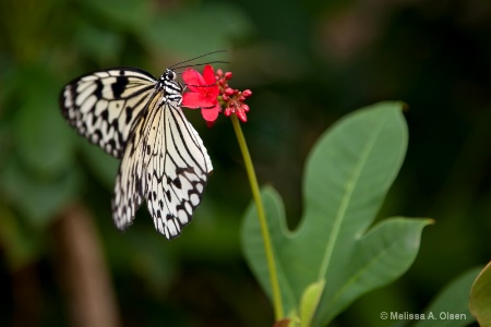 Paper Kite