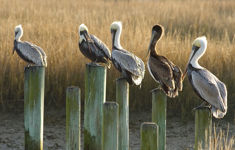 Sitting Pelicans